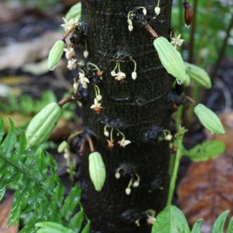 Young cacao pods growing on tree trunk